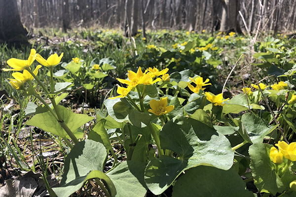 Closeup of yellow ground flowers