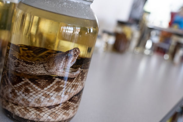 Snake in jar on table display