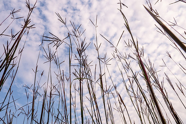 Big Bluestem grasses