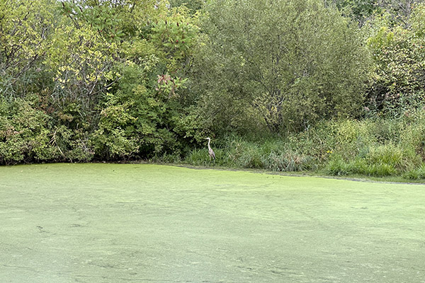 Crane at edge of pond