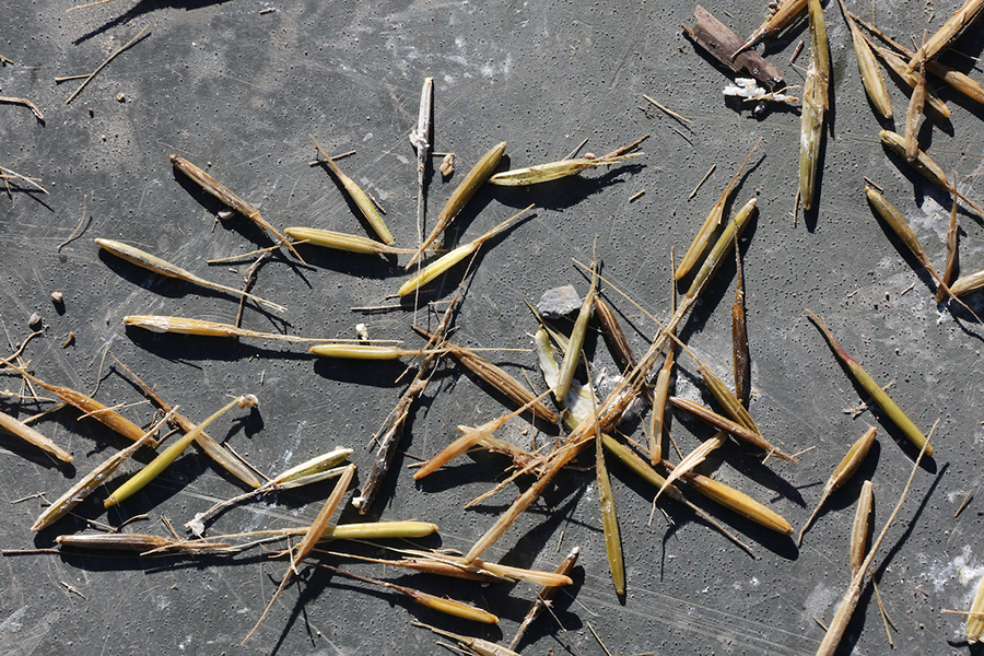 Close-up of wild rice plugs