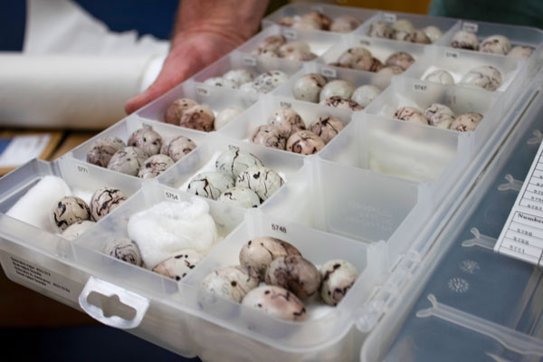 Eggs in sorting container