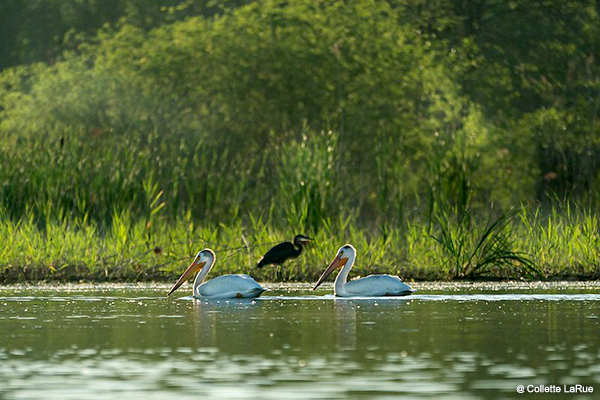 Pelicans on the bay