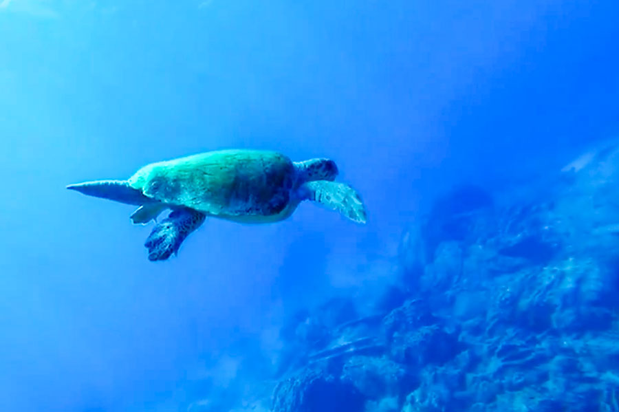 Loggerhead turtle swimming in the ocean