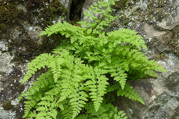 Fern