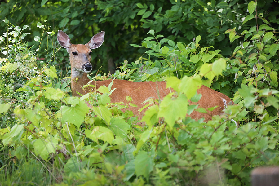 Doe in woods on campus