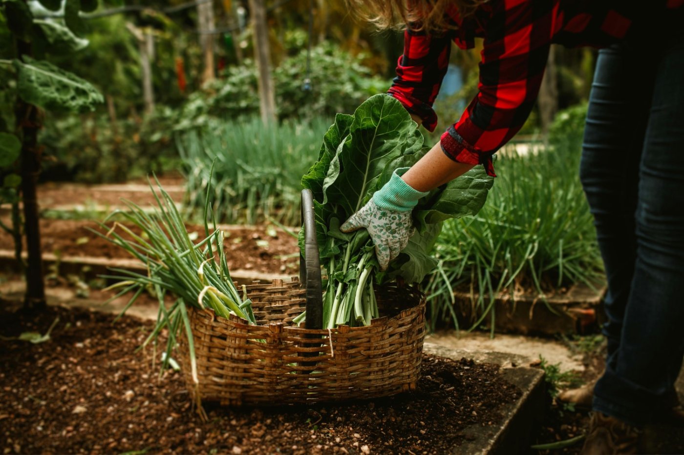 woman harvesting vegetables from a garden