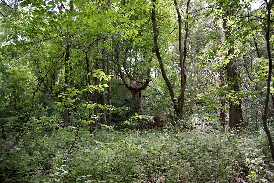 Forest trees