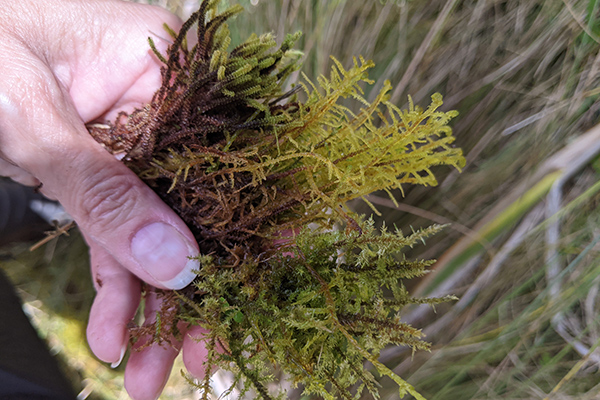 A hand holding moss