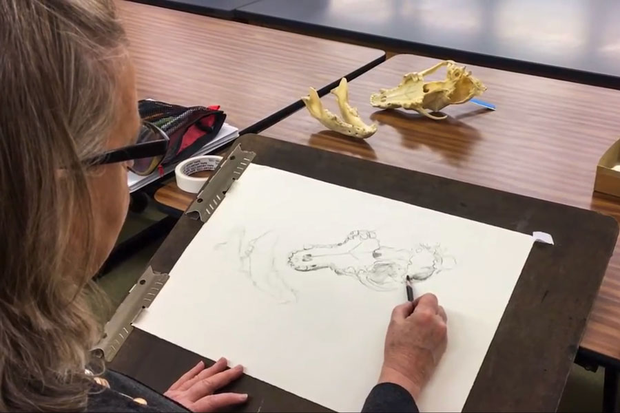 Person drawing dinosaur skull from artifact in Richter Museum