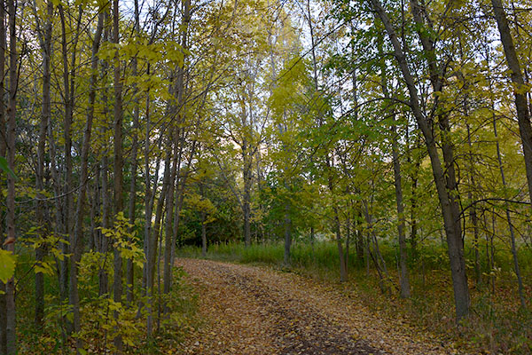 Leaf covered trail in woods