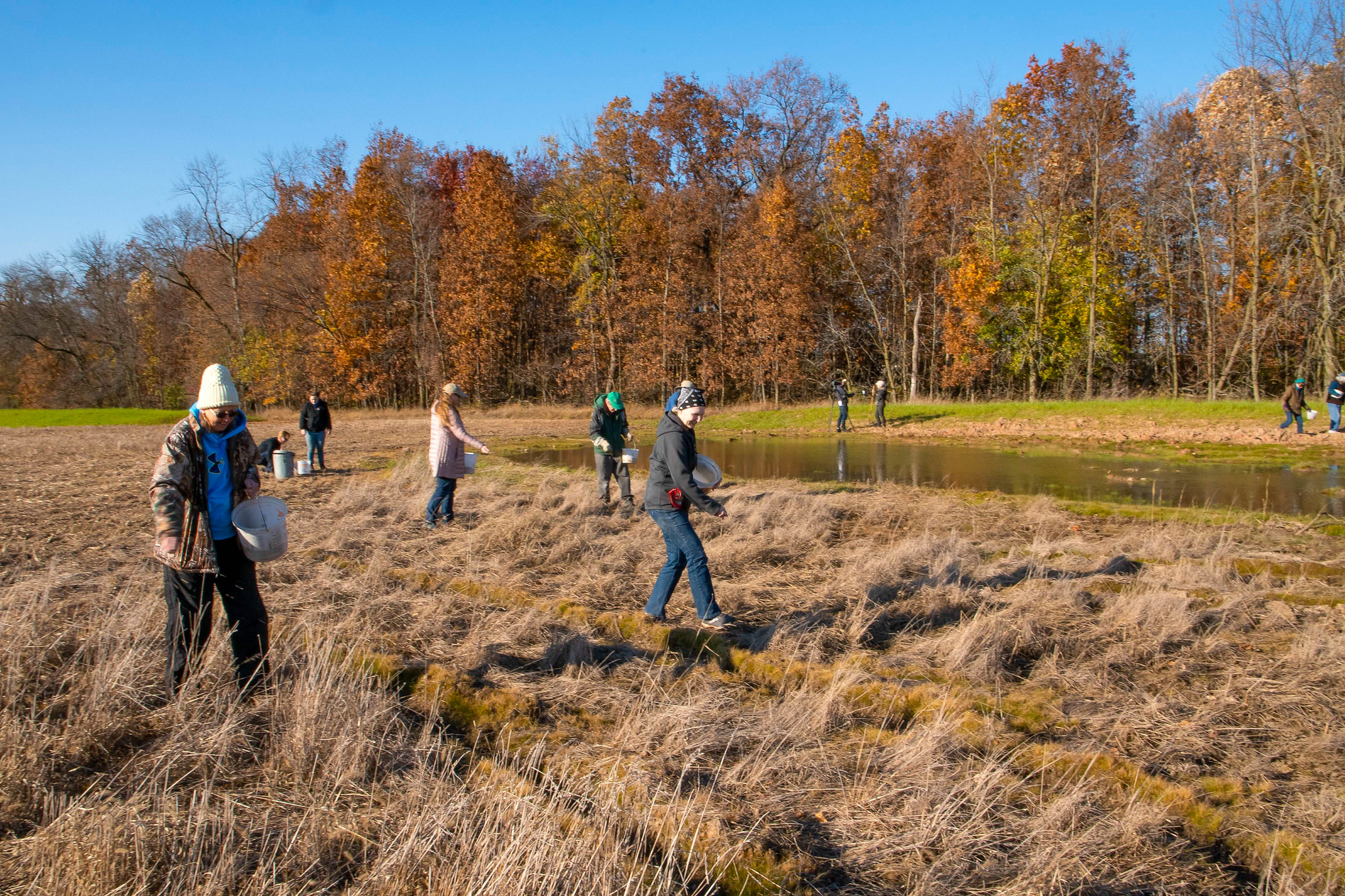 Students planting wild rice in field