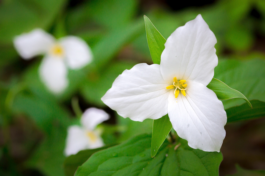 Trillium flowers