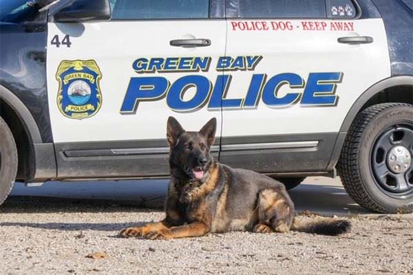 Juvenile bit by dog, owner unknown; Green Bay police seek information