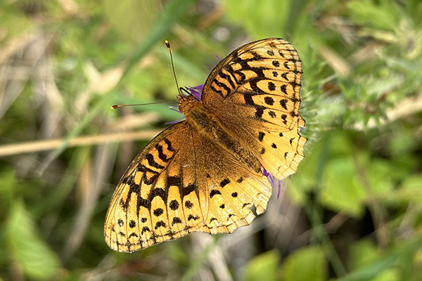 Yellow butterfly on grass