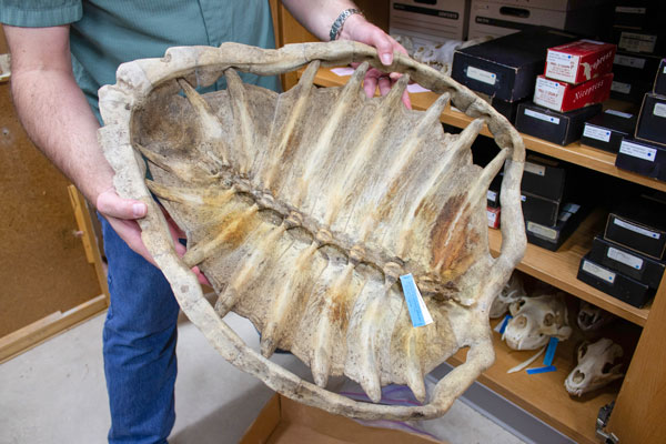 Loggerhead sea turtle specimen