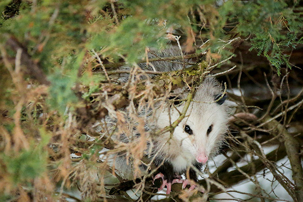 Small animal hiding in woods