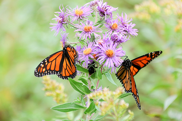 Butterflies on purple flowers