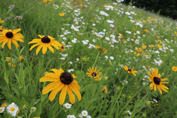 Black-eyed susan flowers in field