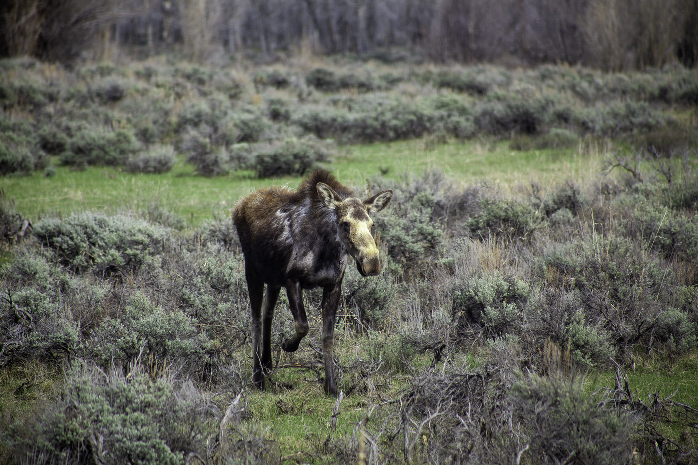 A wild moose walking through a prairie.