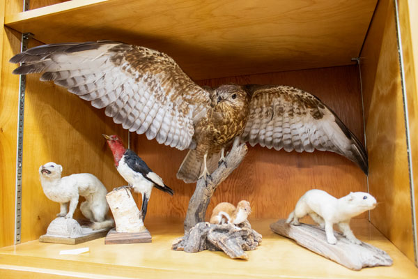 Taxidermy birds and rodent specimens