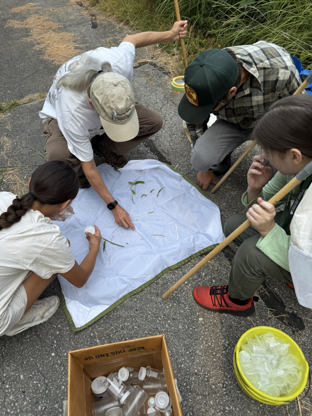 Campers examining plants