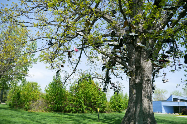 Shoes hanging on the Shoe Tree