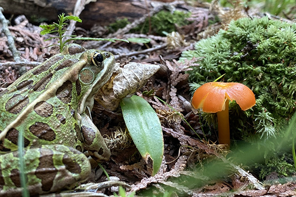 Leopard Frog near mushroom