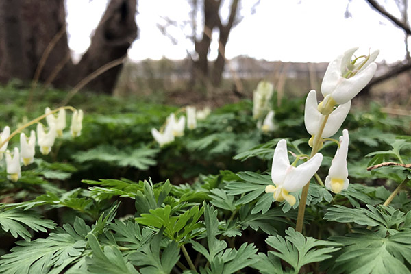 Closeup of Dutchmans Breeches Plant