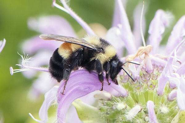 Bumble bee on flower