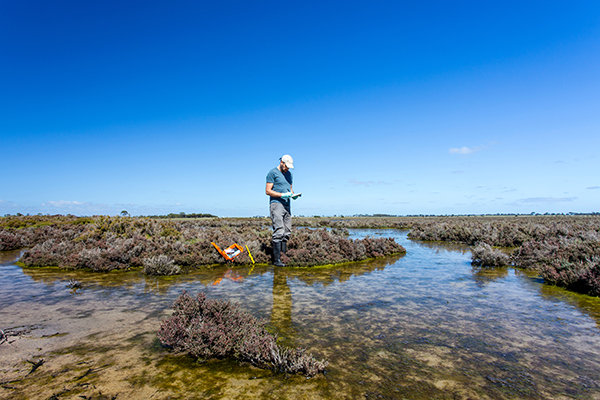 Researcher in estuary