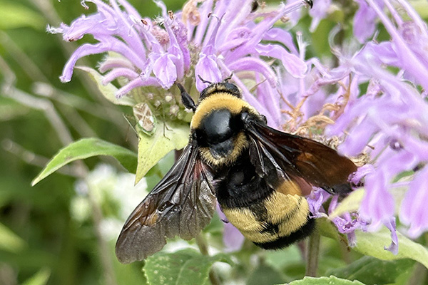 Bee on a flowering plant