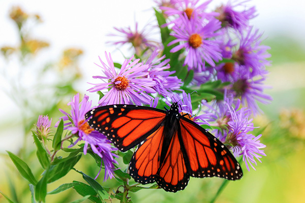 Monarch butterfly on purple flower