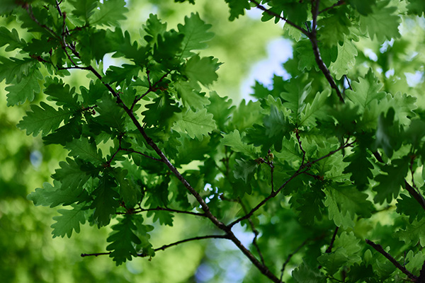 Oak tree leaves