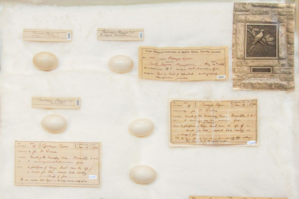 Passenger pigeon eggs with descriptive notes