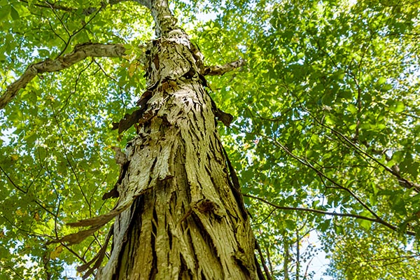 Shagbark Hickory tree trunk