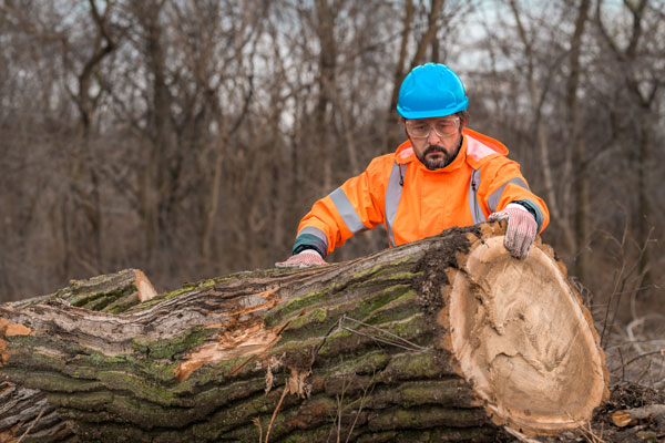 Conservation forester measuring tree trunk