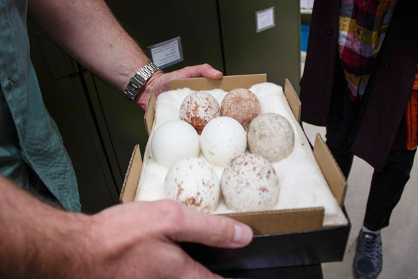 Hands holding box of eggs