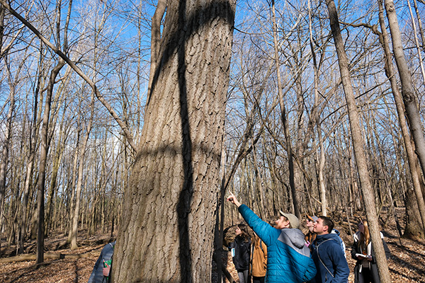 Students identifying trees