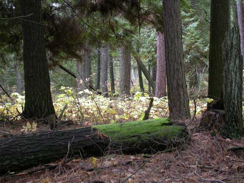 Old growth woods at Toft Point