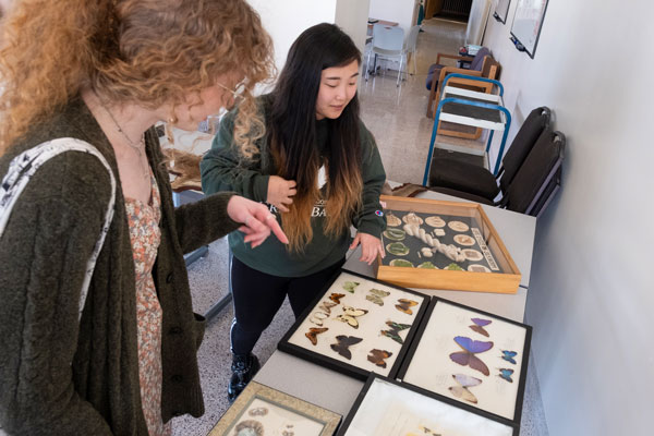 Students viewing butterfly collections