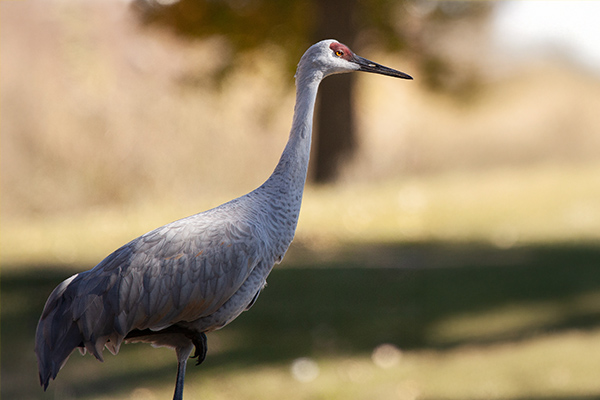 Sandhill crane