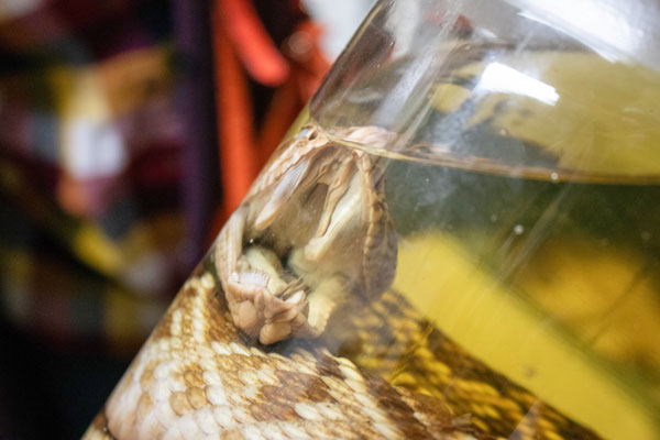 Snake in a jar