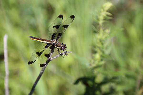 Dragonfly on plant