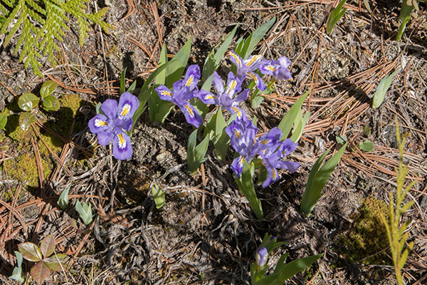 Dwarf Lake Iris