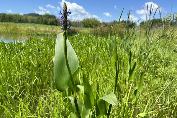 Pickerelweed