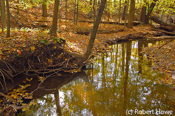 Creek in autumn colored woods