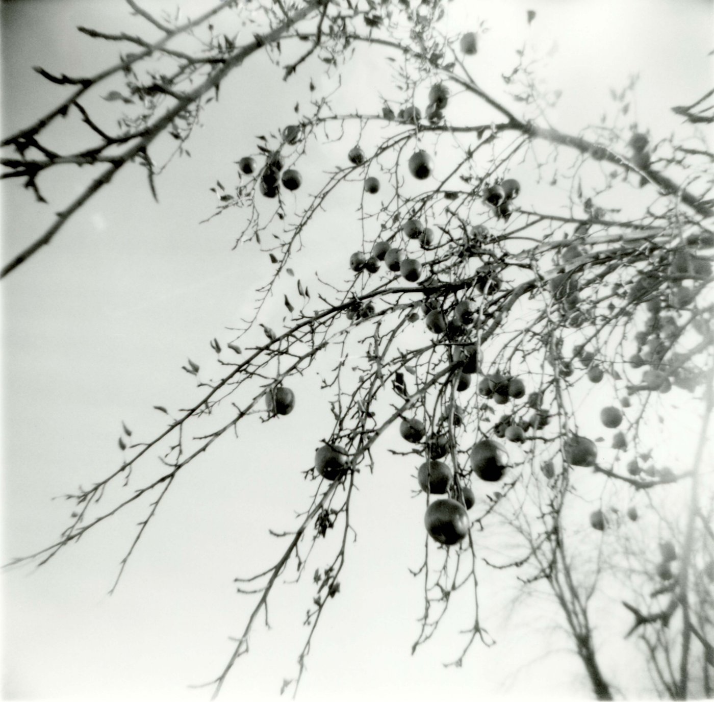 B&W photo of apples on a tree branch