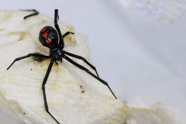 Black Widow spider specimen